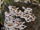 Mushrooms on the Branches - Grzyby na Konarach
